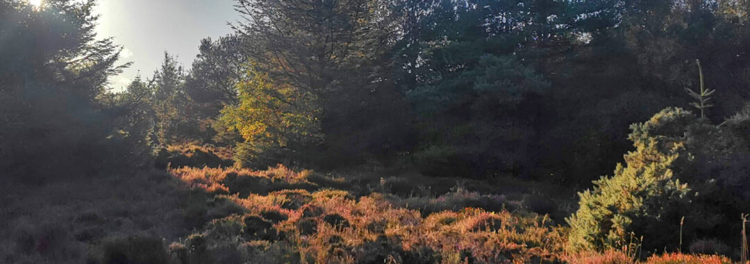 Trees and moorland in evening sun