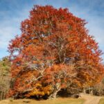 Autumn tree at Glen Tanar