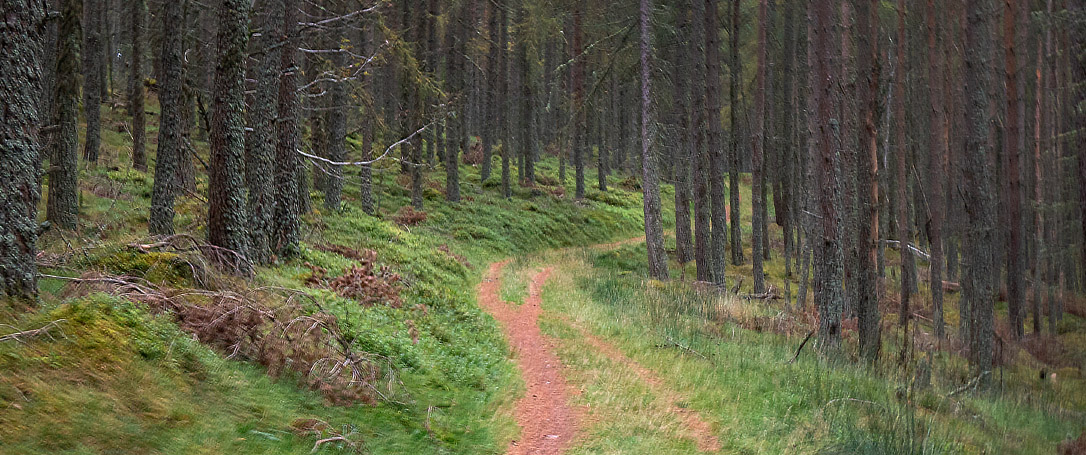 A bright path through a dark forest